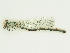  ( - GBOL00291)  @12 [ ] CreativeCommons - Attribution Non-Commercial Share-Alike (2015) Unspecified SNSB, Zoologische Staatssammlung Muenchen