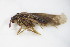  ( - GBOL00300)  @12 [ ] CreativeCommons - Attribution Non-Commercial Share-Alike (2015) Unspecified SNSB, Zoologische Staatssammlung Muenchen