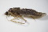  ( - GBOL00333)  @12 [ ] CreativeCommons - Attribution Non-Commercial Share-Alike (2015) Unspecified SNSB, Zoologische Staatssammlung Muenchen