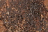  ( - BC ZSM ARA 00001)  @11 [ ] CreativeCommons - Attribution Non-Commercial Share-Alike (2010) Stefan Schmidt SNSB, Zoologische Staatssammlung Muenchen