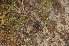  (Nemastoma bidentatum - BC ZSM ARA 00002)  @13 [ ] CreativeCommons - Attribution Non-Commercial Share-Alike (2010) Stefan Schmidt SNSB, Zoologische Staatssammlung Muenchen