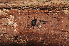  (Nemastoma triste - BC ZSM ARA 00007)  @13 [ ] CreativeCommons - Attribution Non-Commercial Share-Alike (2010) Stefan Schmidt SNSB, Zoologische Staatssammlung Muenchen