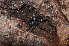  ( - BC ZSM ARA 00011)  @12 [ ] CreativeCommons - Attribution Non-Commercial Share-Alike (2010) Stefan Schmidt SNSB, Zoologische Staatssammlung Muenchen