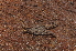  ( - BC ZSM ARA 00015)  @11 [ ] CreativeCommons - Attribution Non-Commercial Share-Alike (2010) Stefan Schmidt SNSB, Zoologische Staatssammlung Muenchen