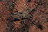  ( - BC ZSM ARA 00016)  @11 [ ] CreativeCommons - Attribution Non-Commercial Share-Alike (2010) Stefan Schmidt SNSB, Zoologische Staatssammlung Muenchen