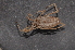  (Trogulus tingiformis - BC ZSM ARA 00021)  @11 [ ] CreativeCommons - Attribution Non-Commercial Share-Alike (2010) Stefan Schmidt SNSB, Zoologische Staatssammlung Muenchen