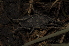  ( - BC ZSM ARA 00022)  @11 [ ] CreativeCommons - Attribution Non-Commercial Share-Alike (2010) Stefan Schmidt SNSB, Zoologische Staatssammlung Muenchen