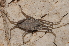  ( - BC ZSM ARA 00023)  @11 [ ] CreativeCommons - Attribution Non-Commercial Share-Alike (2010) Stefan Schmidt SNSB, Zoologische Staatssammlung Muenchen