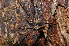  ( - BC ZSM ARA 00042)  @13 [ ] CreativeCommons - Attribution Non-Commercial Share-Alike (2010) Stefan Schmidt SNSB, Zoologische Staatssammlung Muenchen