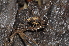  ( - BC ZSM ARA 00043)  @13 [ ] CreativeCommons - Attribution Non-Commercial Share-Alike (2010) Stefan Schmidt SNSB, Zoologische Staatssammlung Muenchen