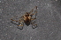  ( - BC ZSM ARA 00044)  @13 [ ] CreativeCommons - Attribution Non-Commercial Share-Alike (2010) Stefan Schmidt SNSB, Zoologische Staatssammlung Muenchen