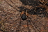  ( - BC ZSM ARA 00047)  @11 [ ] CreativeCommons - Attribution Non-Commercial Share-Alike (2010) Stefan Schmidt SNSB, Zoologische Staatssammlung Muenchen