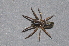  ( - BC ZSM ARA 00063)  @11 [ ] CreativeCommons - Attribution Non-Commercial Share-Alike (2010) Stefan Schmidt SNSB, Zoologische Staatssammlung Muenchen