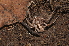  (Philodromidae - BC ZSM ARA 00081)  @15 [ ] CreativeCommons - Attribution Non-Commercial Share-Alike (2010) Stefan Schmidt SNSB, Zoologische Staatssammlung Muenchen