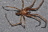  ( - BC ZSM ARA 00087)  @13 [ ] CreativeCommons - Attribution Non-Commercial Share-Alike (2010) Stefan Schmidt SNSB, Zoologische Staatssammlung Muenchen