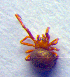  ( - BC ZSM ARA 00114)  @12 [ ] CreativeCommons - Attribution Non-Commercial Share-Alike (2010) Zoologische Staatssammlung Muenchen SNSB, Zoologische Staatssammlung Muenchen