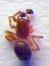  ( - BC ZSM ARA 00119)  @12 [ ] CreativeCommons - Attribution Non-Commercial Share-Alike (2010) Zoologische Staatssammlung Muenchen SNSB, Zoologische Staatssammlung Muenchen