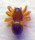  ( - BC ZSM ARA 00120)  @11 [ ] CreativeCommons - Attribution Non-Commercial Share-Alike (2010) Zoologische Staatssammlung Muenchen SNSB, Zoologische Staatssammlung Muenchen