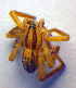  ( - BC ZSM ARA 00125)  @12 [ ] CreativeCommons - Attribution Non-Commercial Share-Alike (2010) Zoologische Staatssammlung Muenchen SNSB, Zoologische Staatssammlung Muenchen