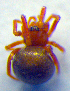  ( - BC ZSM ARA 00128)  @12 [ ] CreativeCommons - Attribution Non-Commercial Share-Alike (2010) Zoologische Staatssammlung Muenchen SNSB, Zoologische Staatssammlung Muenchen