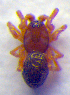  (Tapinocyba praecox - BC ZSM ARA 00134)  @12 [ ] CreativeCommons - Attribution Non-Commercial Share-Alike (2010) Zoologische Staatssammlung Muenchen SNSB, Zoologische Staatssammlung Muenchen