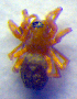  ( - BC ZSM ARA 00135)  @11 [ ] CreativeCommons - Attribution Non-Commercial Share-Alike (2010) Zoologische Staatssammlung Muenchen SNSB, Zoologische Staatssammlung Muenchen
