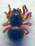  ( - BC ZSM ARA 00137)  @12 [ ] CreativeCommons - Attribution Non-Commercial Share-Alike (2010) Zoologische Staatssammlung Muenchen SNSB, Zoologische Staatssammlung Muenchen