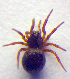  ( - BC ZSM ARA 00138)  @13 [ ] CreativeCommons - Attribution Non-Commercial Share-Alike (2010) Zoologische Staatssammlung Muenchen SNSB, Zoologische Staatssammlung Muenchen