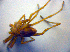 ( - BC ZSM ARA 00141)  @12 [ ] CreativeCommons - Attribution Non-Commercial Share-Alike (2010) Zoologische Staatssammlung Muenchen SNSB, Zoologische Staatssammlung Muenchen