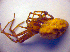  ( - BC ZSM ARA 00142)  @12 [ ] CreativeCommons - Attribution Non-Commercial Share-Alike (2010) Zoologische Staatssammlung Muenchen SNSB, Zoologische Staatssammlung Muenchen