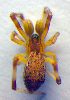  ( - BC ZSM ARA 00169)  @12 [ ] CreativeCommons - Attribution Non-Commercial Share-Alike (2010) Zoologische Staatssammlung Muenchen SNSB, Zoologische Staatssammlung Muenchen