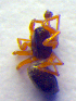  (Porrhomma oblitum - BC ZSM ARA 00174)  @12 [ ] CreativeCommons - Attribution Non-Commercial Share-Alike (2010) Zoologische Staatssammlung Muenchen SNSB, Zoologische Staatssammlung Muenchen