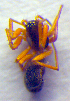  ( - BC ZSM ARA 00177)  @12 [ ] CreativeCommons - Attribution Non-Commercial Share-Alike (2010) Zoologische Staatssammlung Muenchen SNSB, Zoologische Staatssammlung Muenchen
