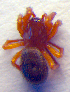  ( - BC ZSM ARA 00184)  @12 [ ] CreativeCommons - Attribution Non-Commercial Share-Alike (2010) Zoologische Staatssammlung Muenchen SNSB, Zoologische Staatssammlung Muenchen
