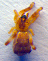  ( - BC ZSM ARA 00195)  @12 [ ] CreativeCommons - Attribution Non-Commercial Share-Alike (2010) Zoologische Staatssammlung Muenchen SNSB, Zoologische Staatssammlung Muenchen