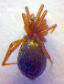  ( - BC ZSM ARA 00215)  @13 [ ] CreativeCommons - Attribution Non-Commercial Share-Alike (2010) Zoologische Staatssammlung Muenchen SNSB, Zoologische Staatssammlung Muenchen