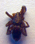  ( - BC ZSM ARA 00219)  @12 [ ] CreativeCommons - Attribution Non-Commercial Share-Alike (2010) Zoologische Staatssammlung Muenchen SNSB, Zoologische Staatssammlung Muenchen