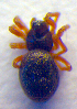  ( - BC ZSM ARA 00221)  @12 [ ] CreativeCommons - Attribution Non-Commercial Share-Alike (2010) Zoologische Staatssammlung Muenchen SNSB, Zoologische Staatssammlung Muenchen