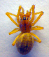  ( - BC ZSM ARA 00231)  @12 [ ] CreativeCommons - Attribution Non-Commercial Share-Alike (2010) Zoologische Staatssammlung Muenchen SNSB, Zoologische Staatssammlung Muenchen