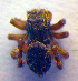  ( - BC ZSM ARA 00233)  @12 [ ] CreativeCommons - Attribution Non-Commercial Share-Alike (2010) Zoologische Staatssammlung Muenchen SNSB, Zoologische Staatssammlung Muenchen