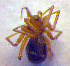 (Mansuphantes mansuetus - BC ZSM ARA 00235)  @12 [ ] CreativeCommons - Attribution Non-Commercial Share-Alike (2010) Zoologische Staatssammlung Muenchen SNSB, Zoologische Staatssammlung Muenchen