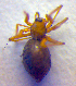  ( - BC ZSM ARA 00236)  @12 [ ] CreativeCommons - Attribution Non-Commercial Share-Alike (2010) Zoologische Staatssammlung Muenchen SNSB, Zoologische Staatssammlung Muenchen