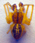  ( - BC ZSM ARA 00246)  @12 [ ] CreativeCommons - Attribution Non-Commercial Share-Alike (2010) Zoologische Staatssammlung Muenchen SNSB, Zoologische Staatssammlung Muenchen