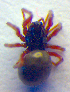  ( - BC ZSM ARA 00248)  @12 [ ] CreativeCommons - Attribution Non-Commercial Share-Alike (2010) Zoologische Staatssammlung Muenchen SNSB, Zoologische Staatssammlung Muenchen