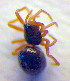 ( - BC ZSM ARA 00260)  @12 [ ] CreativeCommons - Attribution Non-Commercial Share-Alike (2010) Zoologische Staatssammlung Muenchen SNSB, Zoologische Staatssammlung Muenchen