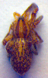 (Zora silvestris - BC ZSM ARA 00285)  @12 [ ] CreativeCommons - Attribution Non-Commercial Share-Alike (2010) Zoologische Staatssammlung Muenchen SNSB, Zoologische Staatssammlung Muenchen