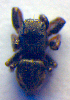  ( - BC ZSM ARA 00296)  @12 [ ] CreativeCommons - Attribution Non-Commercial Share-Alike (2010) Zoologische Staatssammlung Muenchen SNSB, Zoologische Staatssammlung Muenchen