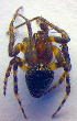  ( - BC ZSM ARA 00298)  @12 [ ] CreativeCommons - Attribution Non-Commercial Share-Alike (2010) Zoologische Staatssammlung Muenchen SNSB, Zoologische Staatssammlung Muenchen