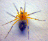  (Trematocephalus - BC ZSM ARA 00307)  @12 [ ] CreativeCommons - Attribution Non-Commercial Share-Alike (2010) Zoologische Staatssammlung Muenchen SNSB, Zoologische Staatssammlung Muenchen