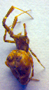  (Uloborus plumipes - BC ZSM ARA 00329)  @12 [ ] CreativeCommons - Attribution Non-Commercial Share-Alike (2010) Zoologische Staatssammlung Muenchen SNSB, Zoologische Staatssammlung Muenchen